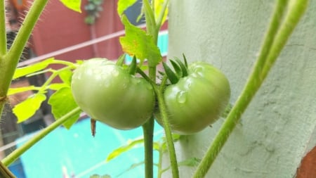 Green Tomatoo Twin - tree, nature, fruit, green