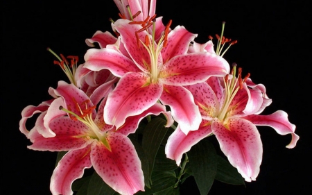 Pink Lilies - lilies, nature, macro, pink, petals, flowers