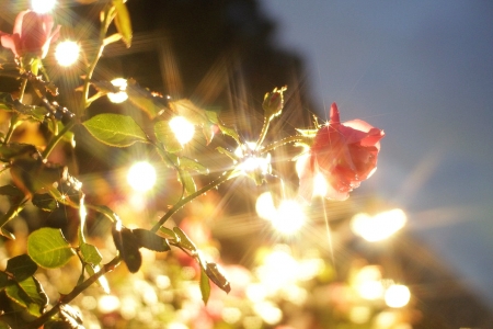 Shiny Rose - Rose, pretty, Flower, Nature