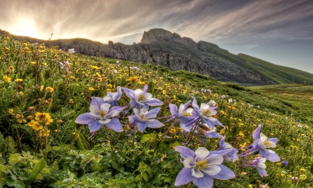 Mountain Wildflowers - Mountain, Grass, Wildflower, Nature