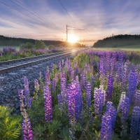 Lupines by Railroad Tracks at Sunrise