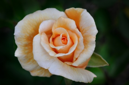 For You - orange, one, rose, beautiful