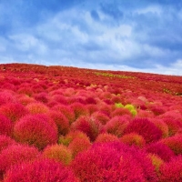 Hitachi Seaside Park,Japan