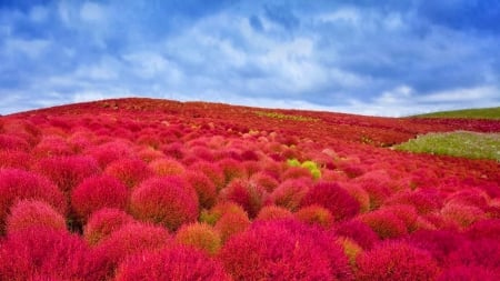 Hitachi Seaside Park,Japan - nature, seaside, japan, hitachi, clouds, park, flowers