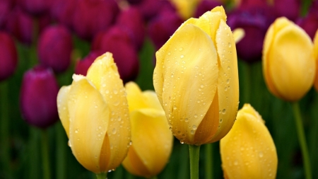 Tulips - tulip, red, flower, yellow