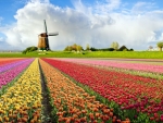 Tulip Flower Fields in Holland