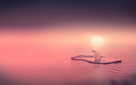 Sunrise - water, polar bear, sunrise, morning, pink