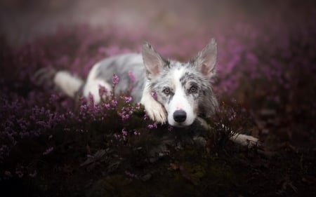 Dog - white, caine, australian shepherd, ciri, dog, pink, animal, flower