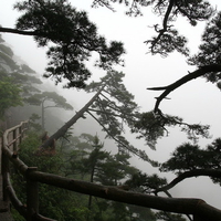 trees and clouds