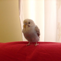 My cute budgie