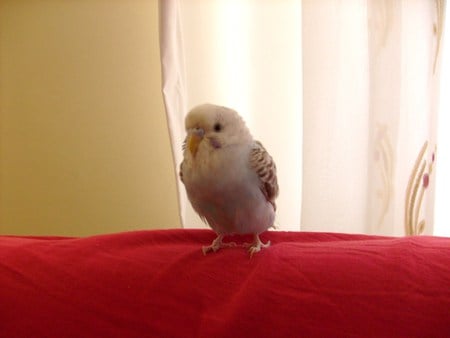 My cute budgie - pretty, bird, budgie, cute, lovebird, parrot, parakeet