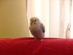 My cute budgie