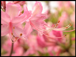 Pink flowers