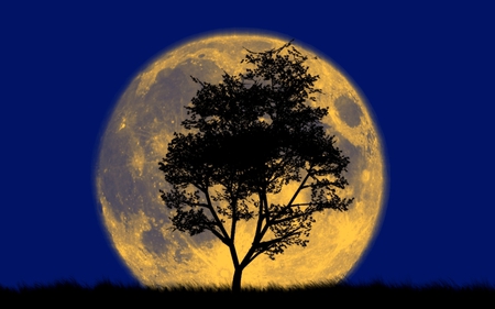 U4384 2705 lunarium jpg - moon, tree, black, blue