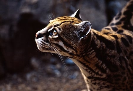 OCELOT - swimmer, powerful, carnivore, climber, wild, cat