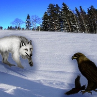 wolf VS eagle