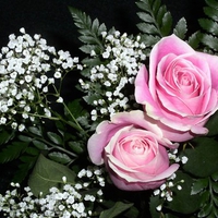 Pink roses