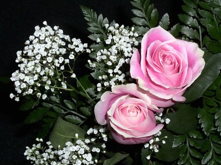 Pink roses