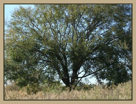 Big old tree - trees, nature