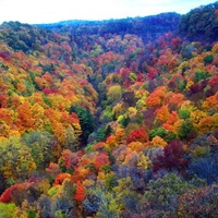 Color forest