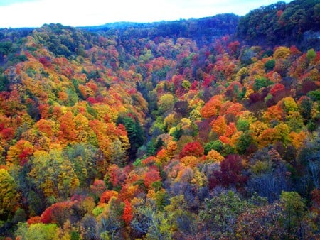 Color forest - forests, nature