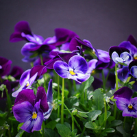 Purple flowers