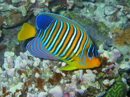 SALT WATER FISH - fish, ocean, stripes