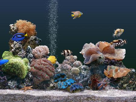 FISH SCREENSAVER - fish, salt, water, tank