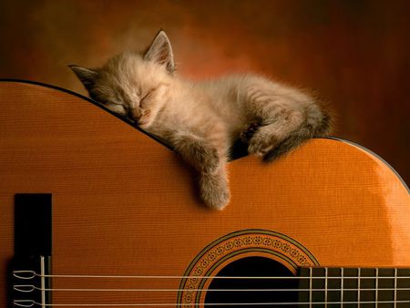 sleeping kitten - cute, cats, kittens, sleeping