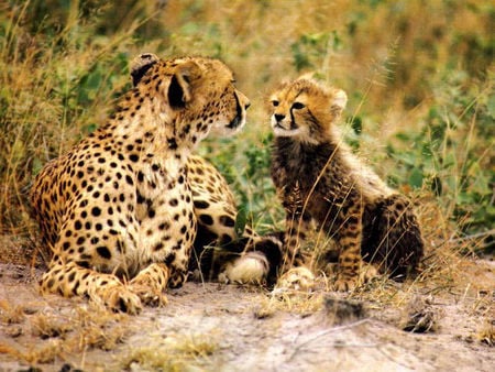 ghosts of the grasslands - cheetahs, mum, kitten