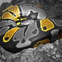 Ball Python