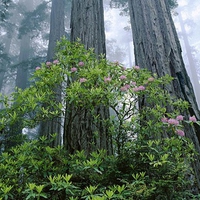 Forest Princess