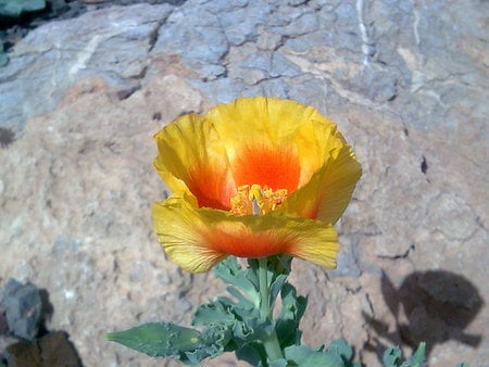 isfahan mountain - flowers, nature