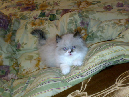 my cat daisy - cute, cats, kitten, kitty