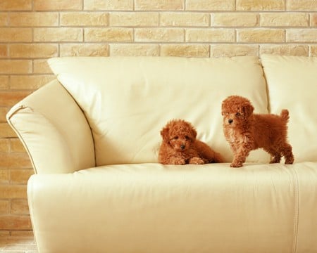 puppies - cute, dogs, sweet