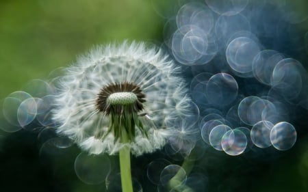 Dandelion - bokeh, blue, green, dandelion, texture