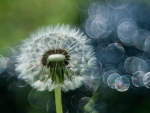 Dandelion