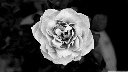 ~Simple Beauty~ - rose, black and white, flower, nature