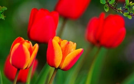 TULIPS - COLORS, LEAVES, STEMS, PETALS