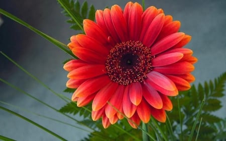 GERBERA - leaves, petals, nature, colors