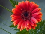 GERBERA