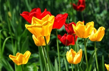 TULIPS - leaves, colors, stems, petals