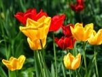 TULIPS