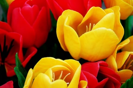 TULIPS - leaves, petals, nature, colors