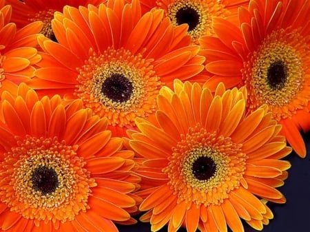 GERBERAS - flowers, petals, nature, colors