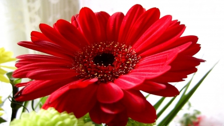 GERBERA - leaves, nature, color, petals