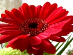 GERBERA