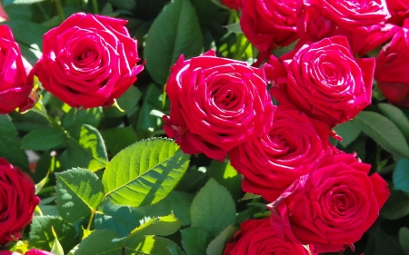 ROSES - leaves, color, stems, petals