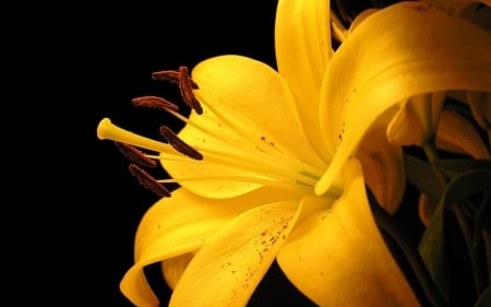 LILY - flower, petals, nature, color