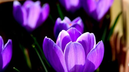 CROCUS - nature, color, stems, petals